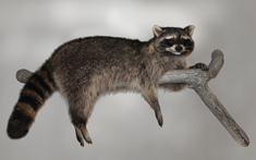 racoon